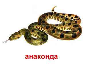 диета бонский суп
